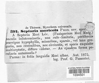 Septoria moricola image